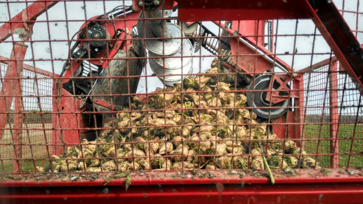 agricultor cosechando remolacha en escarbajosa de cuellar segovia 18 oct 2016 27