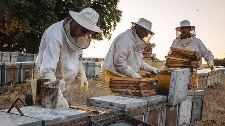apicultores 1 1 1