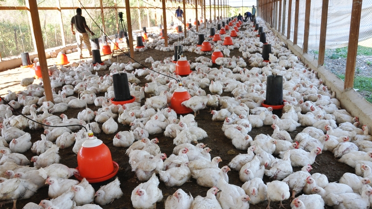 aves avicultura bienestar animal, emisiones