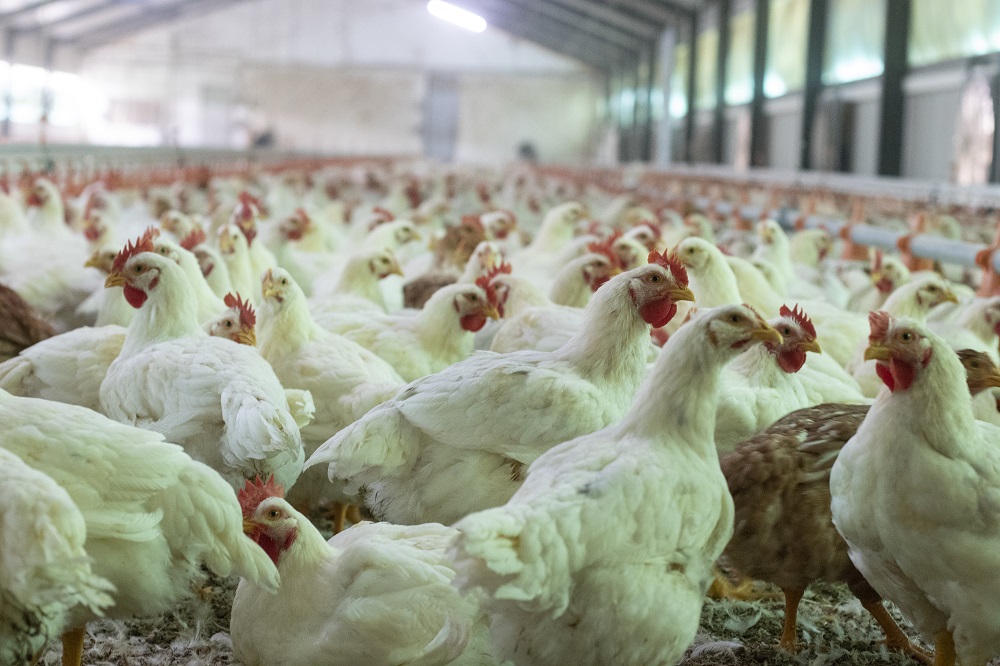 emisiones, ave, carne, pollo, avícola, gripe aviar, aves lechazos cierre de granjas bienestar animal