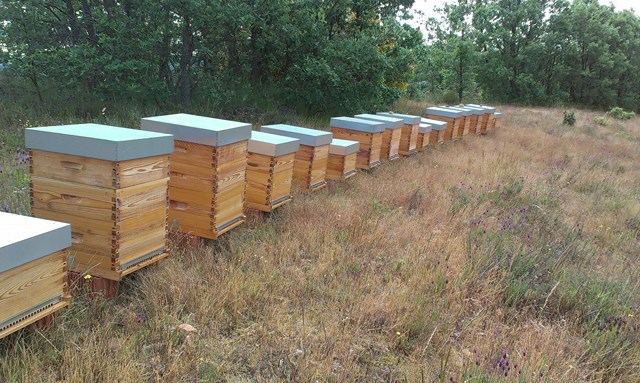 crisis
apicultura

