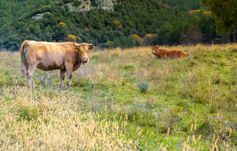 Vaques Garrotxa stock 1 784x500 1