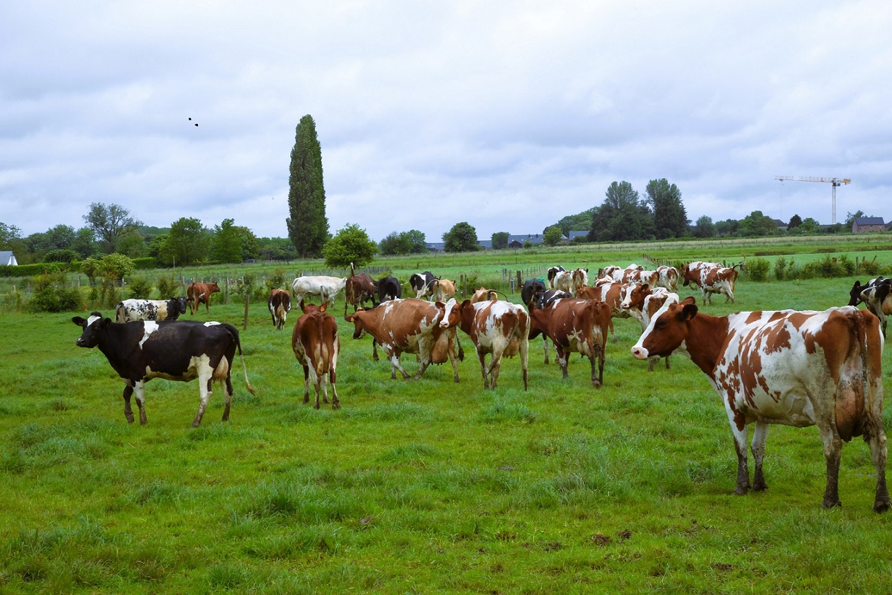 vacas europa
