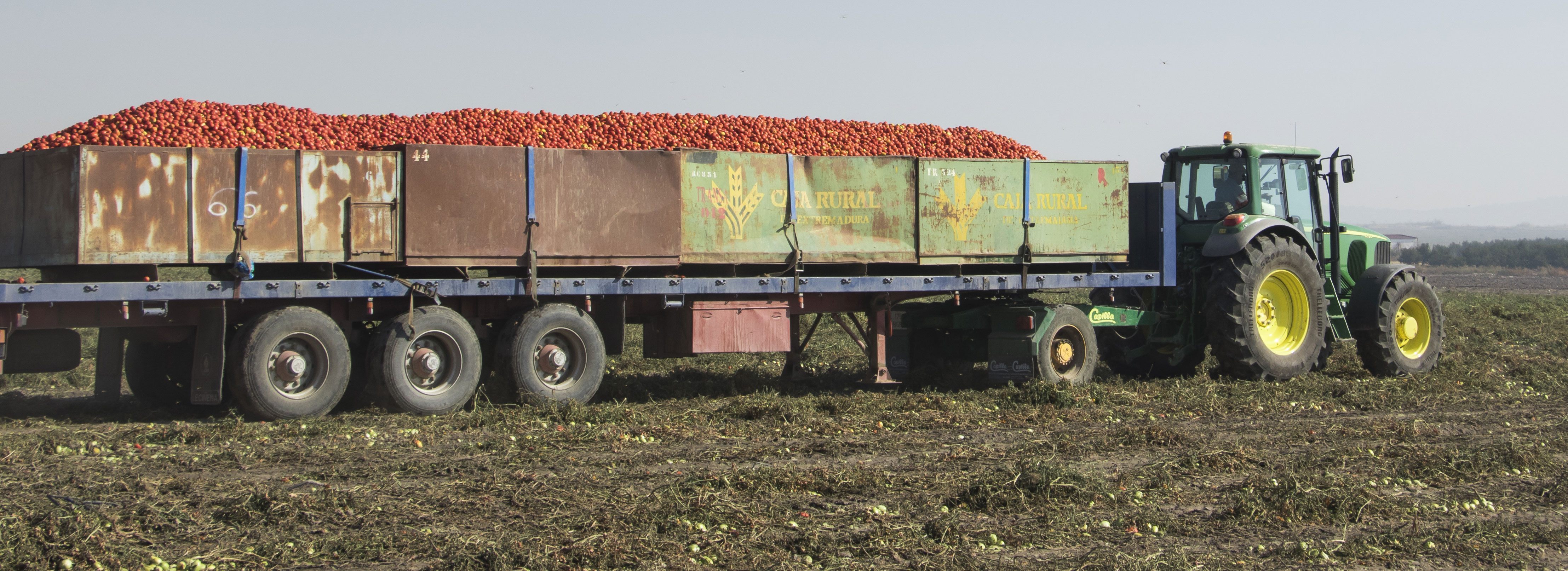 transporte tomate